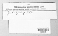Didymosporium macrospermum image